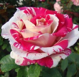 Trandafir � Fantezie