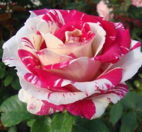 Trandafir � Fantezie