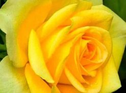 Trandafir � Canary