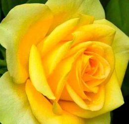 Trandafir � Canary