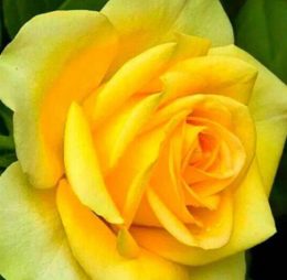 Trandafir � Canary