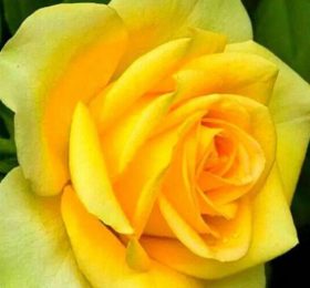 Trandafir � Canary