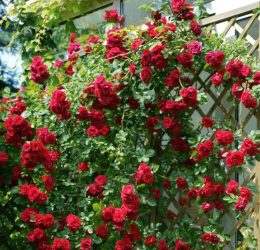 Trandafir catarator Debiut