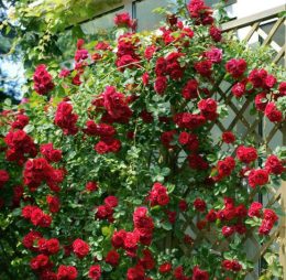 Trandafir catarator Debiut