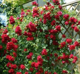 Trandafir catarator Debiut