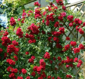 Trandafir catarator Debiut