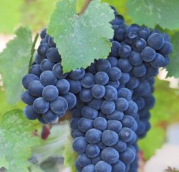 Vita de vie – Lidia