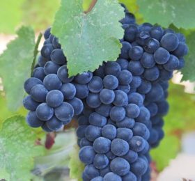 Vita de vie – Lidia