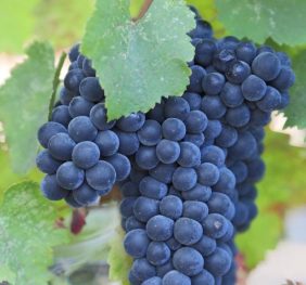 Vita de vie – Lidia