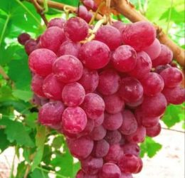 Vita de vie – Izabela