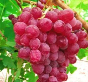 Vita de vie – Tereza