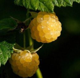 Zmeur galbena gigant