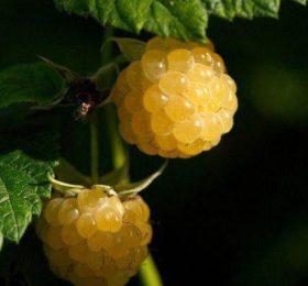 Zmeur galbena gigant