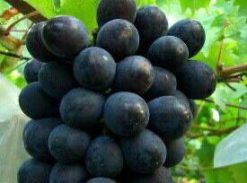 Vita de vie – Moldova