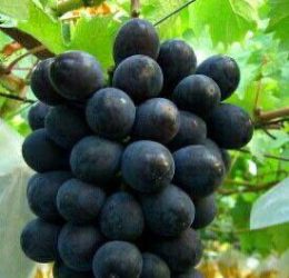 Vita de vie – Moldova