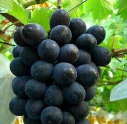 Vita de vie – Moldova