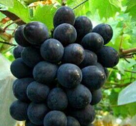 Vita de vie – Moldova