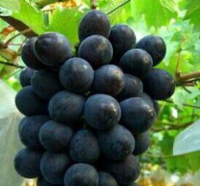 Vita de vie – Moldova