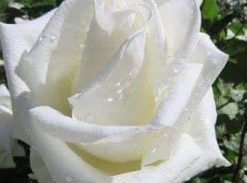 Trandafir � Achita