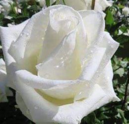 Trandafir � Achita