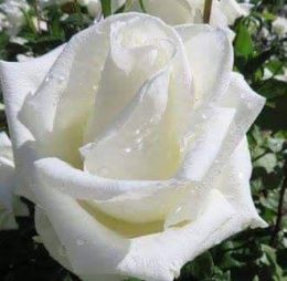 Trandafir � Achita