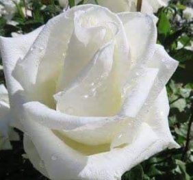 Trandafir � Achita